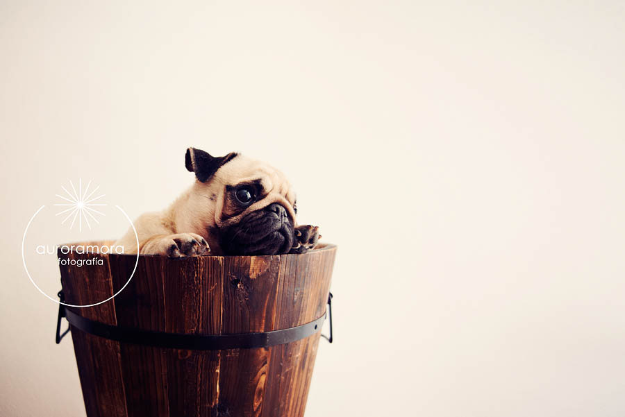 aurora mora, fotografia de mascotas, fotografo de mascotas murcia, fotografo de mascotas cartagena, fotografia de perros, fotografo de perros murcia, fotografo de perros cartagena, 05 fotografia de mascotas, fotografo de mascotas murcia, fotografo de mascotas cartagena, fotografia de perros, fotografo de perros murcia, fotografo murcia