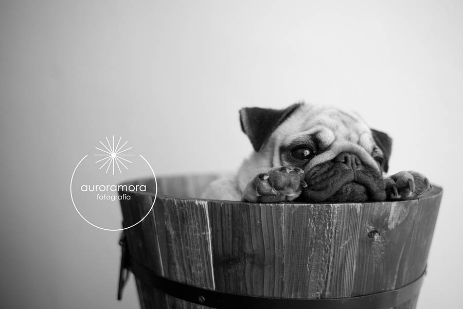 aurora mora, fotografia de mascotas, fotografo de mascotas murcia, fotografo de mascotas cartagena, fotografia de perros, fotografo de perros murcia, fotografo de perros cartagena, 07 fotografia de mascotas, fotografo de mascotas murcia, fotografo de mascotas cartagena, fotografia de perros, fotografo de perros murcia, fotografo murcia