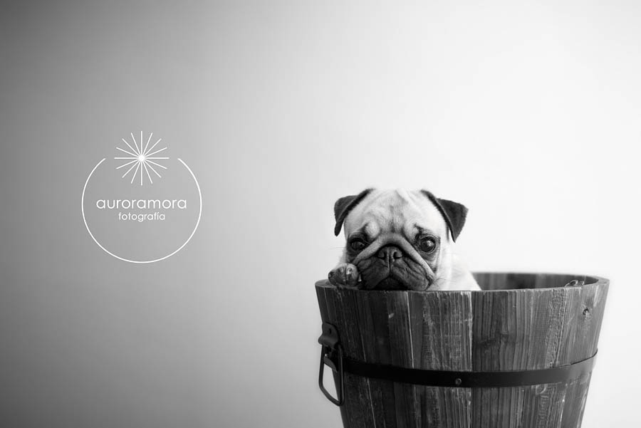 aurora mora, fotografia de mascotas, fotografo de mascotas murcia, fotografo de mascotas cartagena, fotografia de perros, fotografo de perros murcia, fotografo de perros cartagena, 08 fotografia de mascotas, fotografo de mascotas murcia, fotografo de mascotas cartagena, fotografia de perros, fotografo de perros murcia, fotografo murcia