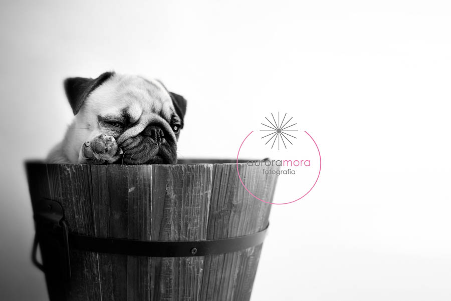aurora mora, fotografia de mascotas, fotografo de mascotas murcia, fotografo de mascotas cartagena, fotografia de perros, fotografo de perros murcia, fotografo de perros cartagena, 09 fotografia de mascotas, fotografo de mascotas murcia, fotografo de mascotas cartagena, fotografia de perros, fotografo de perros murcia, fotografo murcia