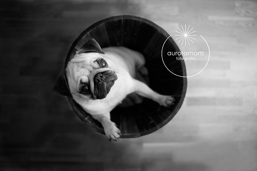 aurora mora, fotografia de mascotas, fotografo de mascotas murcia, fotografo de mascotas cartagena, fotografia de perros, fotografo de perros murcia, fotografo de perros cartagena, 10