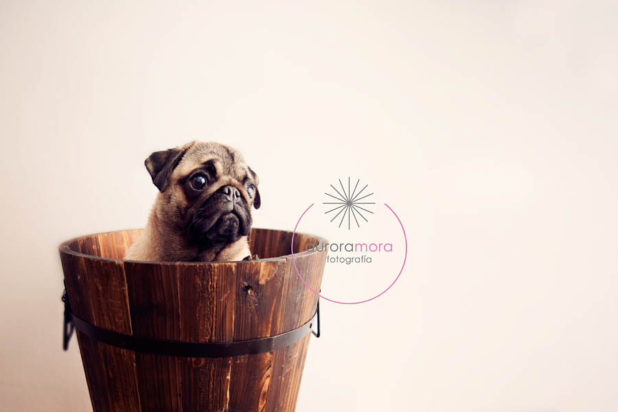 aurora mora, fotografia de mascotas, fotografo de mascotas murcia, fotografo de mascotas cartagena, fotografia de perros, fotografo de perros murcia, fotografo de perros cartagena, 11 fotografia de mascotas, fotografo de mascotas murcia, fotografo de mascotas cartagena, fotografia de perros, fotografo de perros murcia, fotografo murcia
