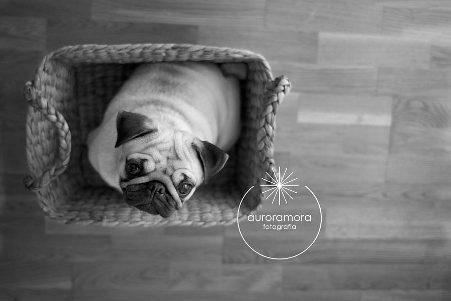 aurora mora, fotografia de mascotas, fotografo de mascotas murcia, fotografo de mascotas cartagena, fotografia de perros, fotografo de perros murcia, fotografo de perros cartagena, 13