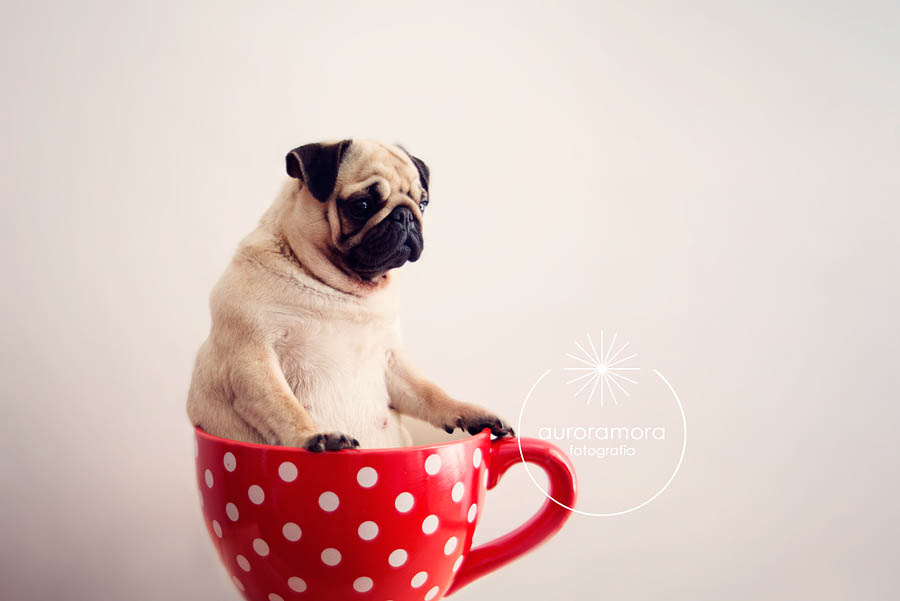 aurora mora, fotografia de mascotas, fotografo de mascotas murcia, fotografo de mascotas cartagena, fotografia de perros, fotografo de perros murcia, fotografo de perros cartagena, 14 fotografia de mascotas, fotografo de mascotas murcia, fotografo de mascotas cartagena, fotografia de perros, fotografo de perros murcia, fotografo murcia