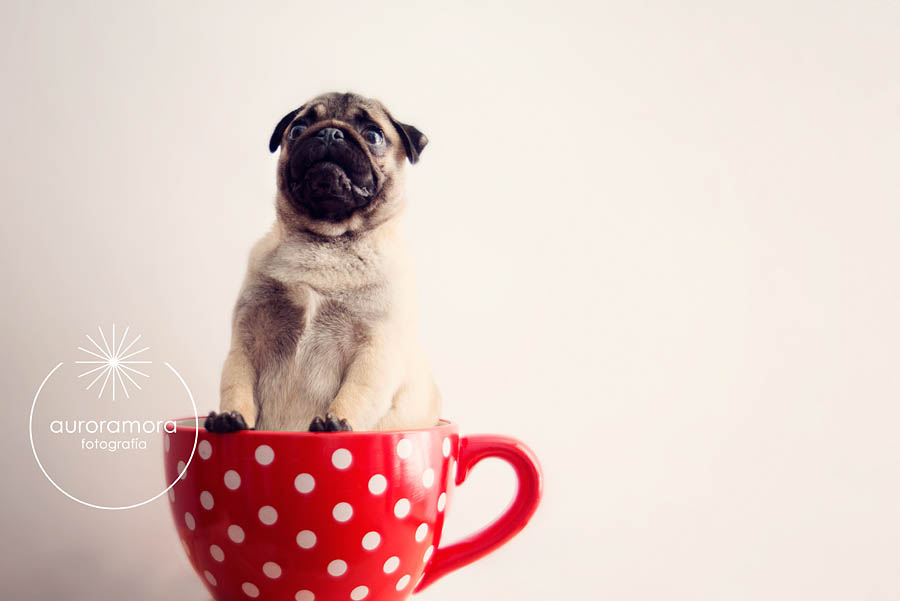 aurora mora, fotografia de mascotas, fotografo de mascotas murcia, fotografo de mascotas cartagena, fotografia de perros, fotografo de perros murcia, fotografo de perros cartagena, 15 fotografia de mascotas, fotografo de mascotas murcia, fotografo de mascotas cartagena, fotografia de perros, fotografo de perros murcia, fotografo murcia