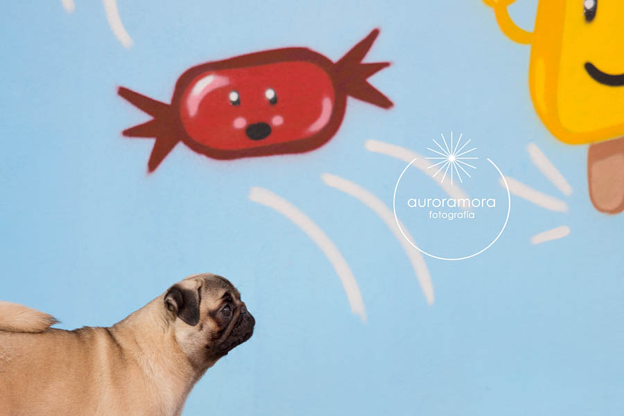 aurora mora, fotografia de mascotas, fotografo de mascotas murcia, fotografo de mascotas cartagena, fotografia de perros, fotografo de perros murcia, fotografo de perros cartagena, 16
