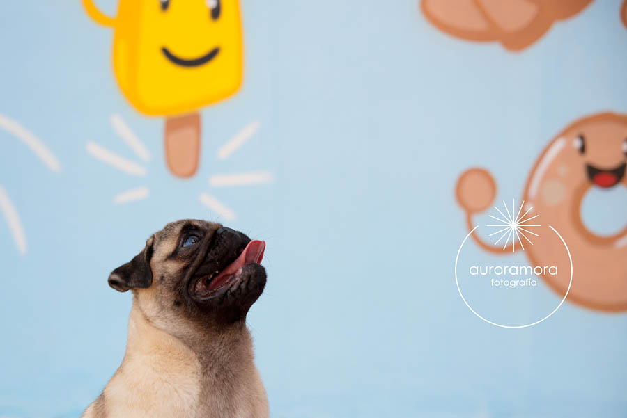 aurora mora, fotografia de mascotas, fotografo de mascotas murcia, fotografo de mascotas cartagena, fotografia de perros, fotografo de perros murcia, fotografo de perros cartagena, 18